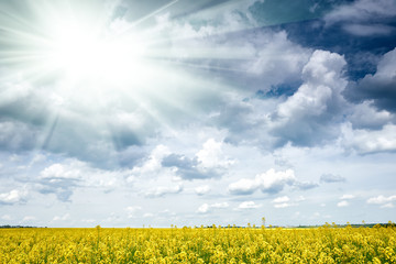rapeseed yellow flower field in spring season, beautiful landscape, bright sun