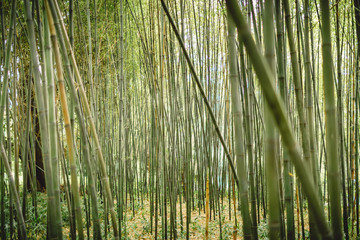 Green bamboo forest in Maui, Hawaii