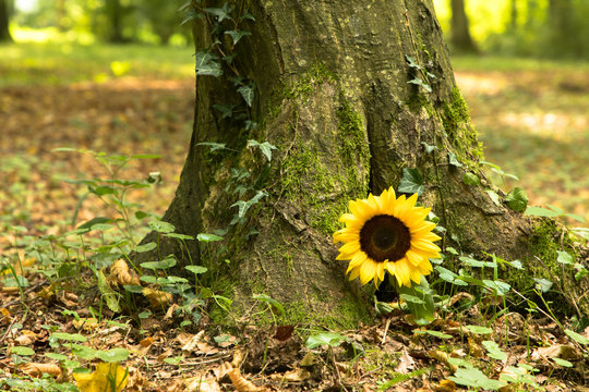 Urnengrab mit Sonnenblume, Bienwaldruhe Kandel