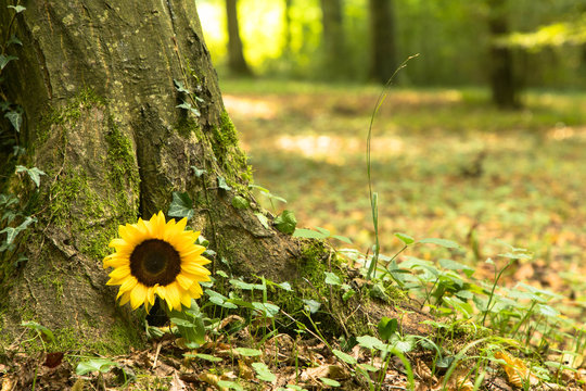 Waldfriedhof mit Sonnenblume