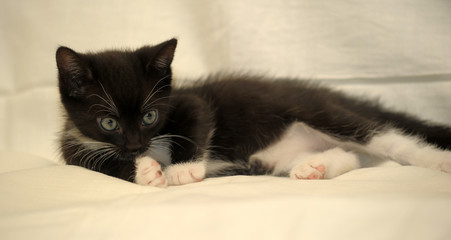 cute little black with a white kitten on a light background