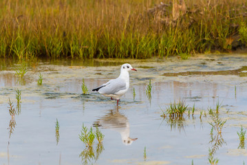 Gull eating in the swamps, in the seaweeds
