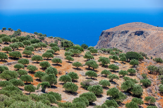View of an olive plantation on the mountain of Crete