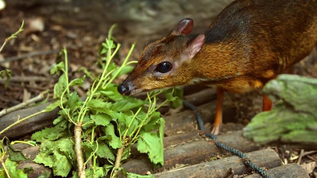 Mouse deer eats fresh leaves