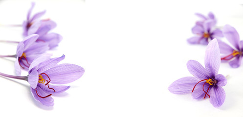 Fototapeta na wymiar Saffron flowers on white background