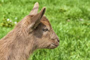 Portrait of a brown goatling on the meadow.