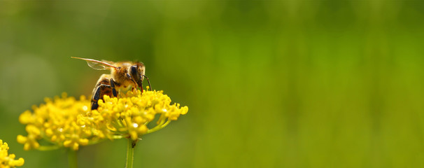 Honeybee harvesting pollen from flowers