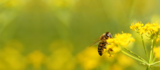 Honigbiene erntet Pollen aus Blumen