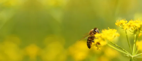Afwasbaar Fotobehang Bij Honeybee harvesting pollen from flowers