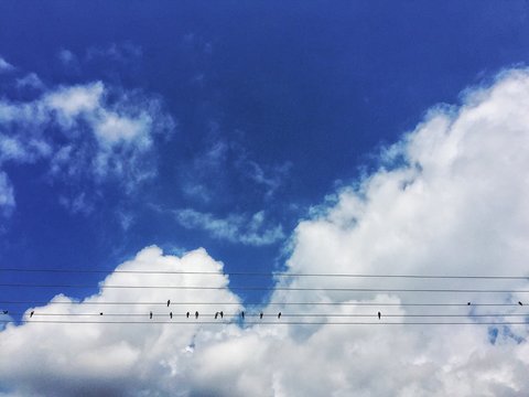 Fototapeta Jaskółki