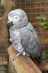 African Grey Parret, Pet