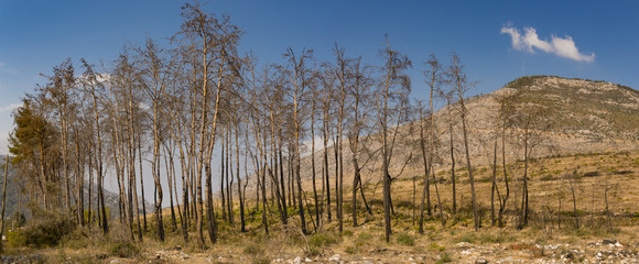 Trees growing after fire