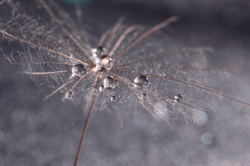 Macro of dandelion with drops of water or dew. Skin dandelion close-up. Selective focus