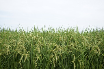 Rice paddy field at Zama, Japan start to ripe and turn yellowish.