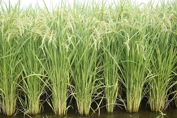 Rice paddy field at Zama, Japan start to ripe and turn yellowish.