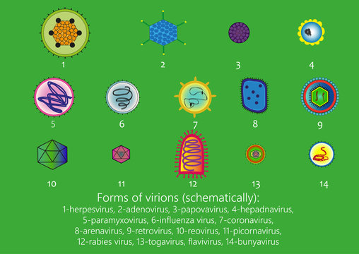 Forms of virions (schematically) 