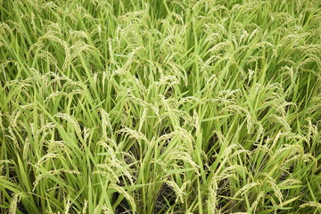 Rice paddy field at Zama, Japan start to ripe and turn yellowish.