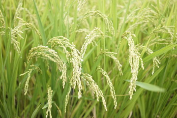 Rice paddy field at Zama, Japan start to ripe and turn yellowish.