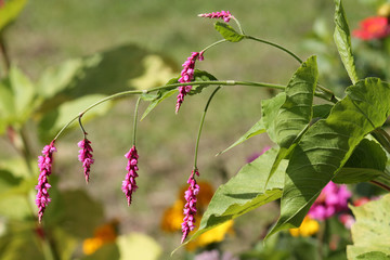 Pink flowers of bistort or knotweed (Polygonum orientale) in garden