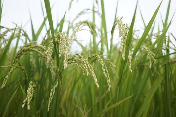 Rice paddy field at Zama, Japan start to ripe and turn yellowish.