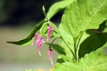 Pink flowers of bistort or knotweed (Polygonum orientale) in garden