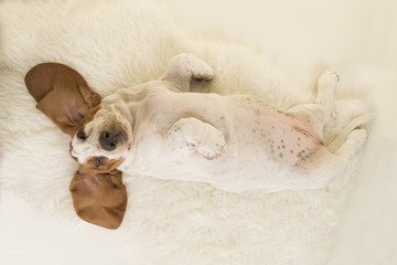 Basset hound puppy lying on its back on a white fur seen from above