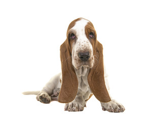 10 weeks old basset hound puppy with droopy eyes looking at the camera sitting on white background