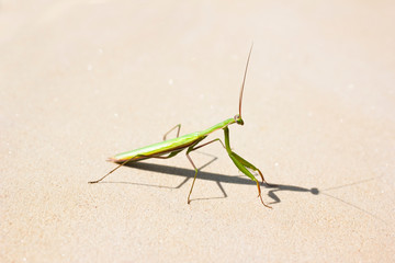mantis on the garden, stone bench