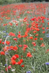 Obraz premium Mohnblumenfeld