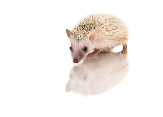 Baby African Pygmy hedgehog on a white background with its reflection © Elles Rijsdijk
