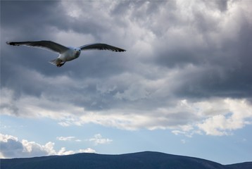 Seagull flying in a stormy sky