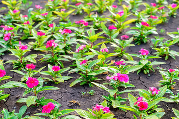 Flowerbed with ornamental plants