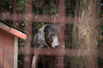 Sad dog's life behind a fence