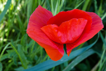 Macro of a tulip