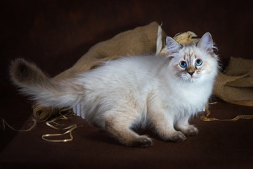 Purebred beautiful Neva masquerade cat, kitten on a brown background. Harvest of autumn vegetables and fruits in baskets as decoration.