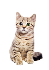 Portrait cute kitten Scottish Straight  isolated  on white background