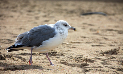 Seagull walking on sand
