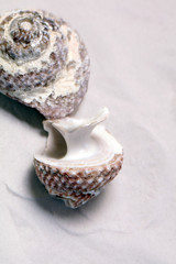 Sand Strand mit Muscheln