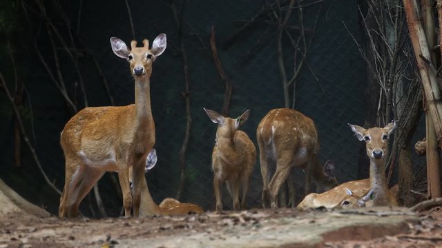 Group of Fea's muntjac, Tenasserim muntjac in farm.
