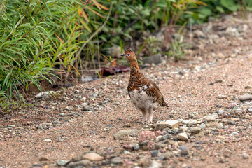 young male partridge