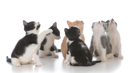 Naklejka na ściany i meble litter of young kittens