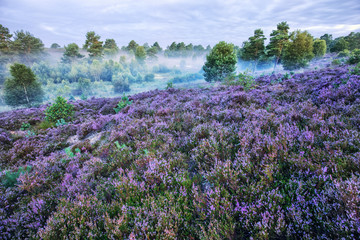 Obraz premium Lüneburg Heath, Morning Haze,, Germany