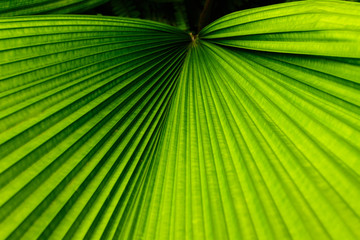 tropical green leaves texture background © Pattadis