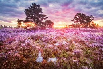 Foto op Canvas Lüneburger Heide, Sunrise, Duitsland © Ingo Bartussek