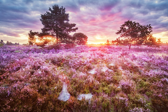 L&uuml;neburg Heath, Sunrise, Germany