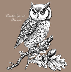 Obraz premium Sowa na gałęzi, Oriental Scops-Owl, Otus sunia, Brown