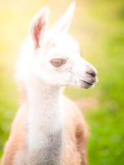 Baby llama portrait. Cute south american mammal.