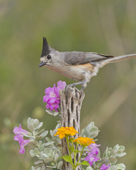 Black-crested Titmouse