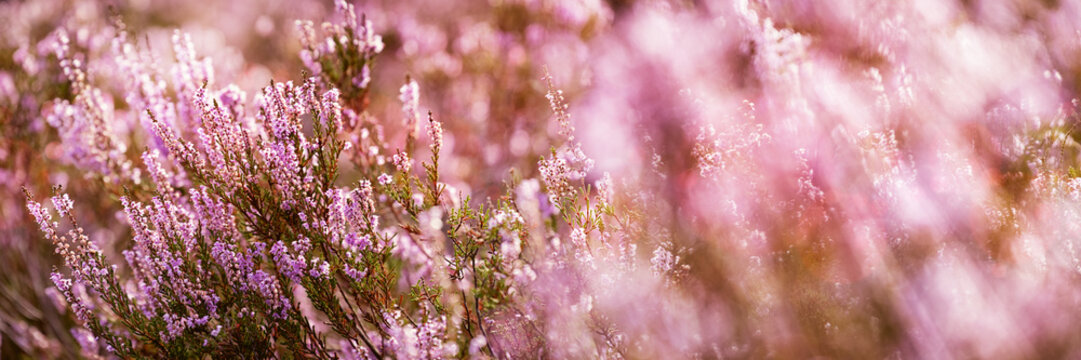 Common Heather, Calluna vulgaris, L&uuml;neburg Heath, Germany