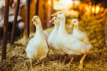 Five young goose together sit in the grass